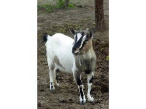 capra fattoria in agriturismo alle valli in provincia di padova animali