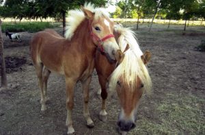 cavalli della fattoria in agriturismo alle valli in provincia di padova